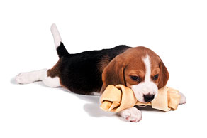 Puppy chewing toy bone